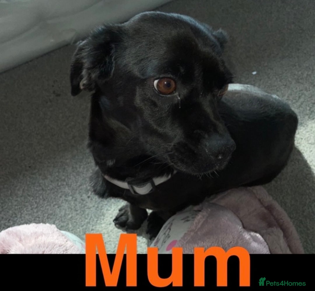 Mixed Breed dogs for sale: 3 CockerJack x Pomeranian Puppies - Advert 3