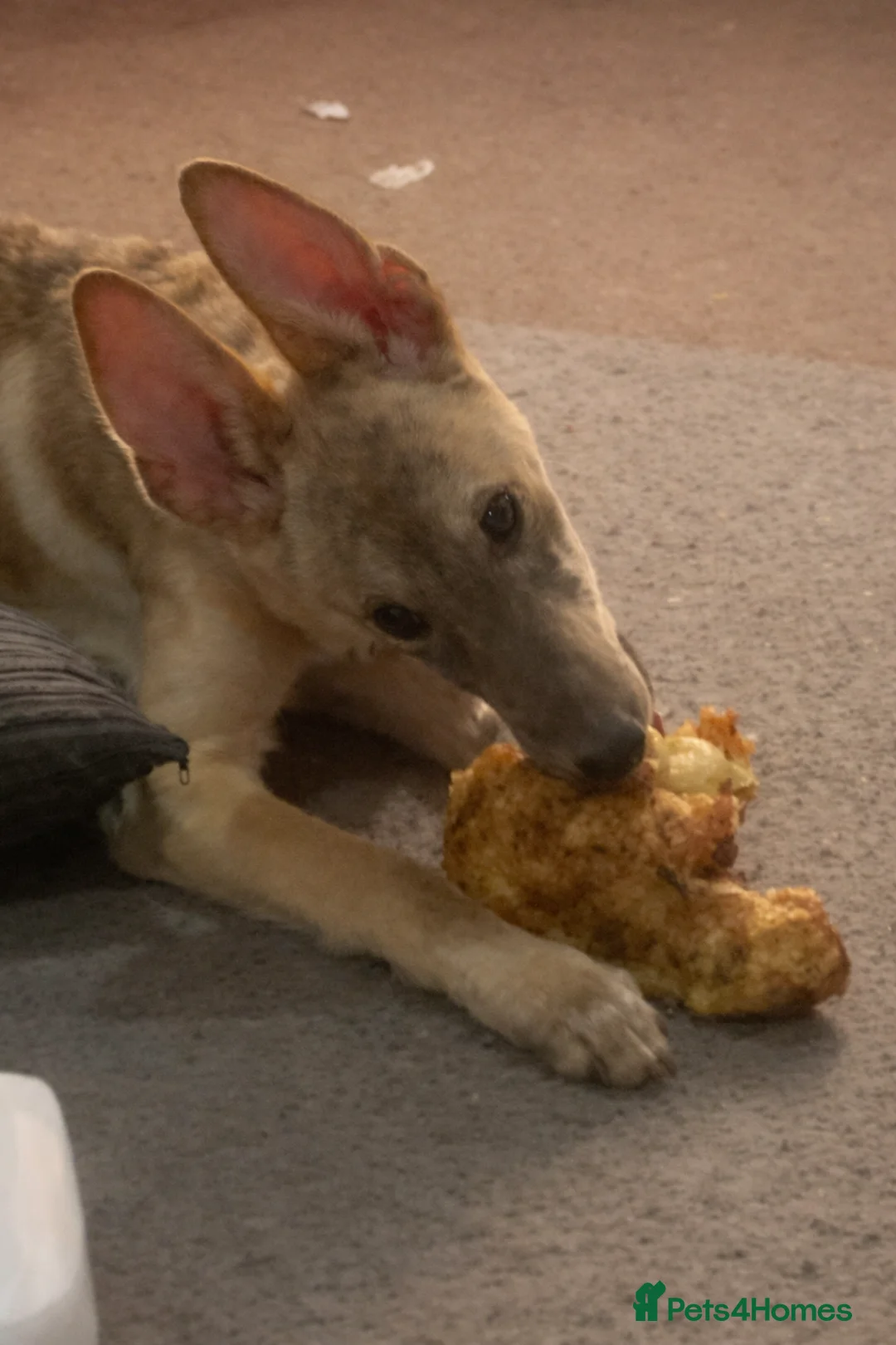 Mixed Breed dogs for sale: German Shepherd x collie  - Advert 1