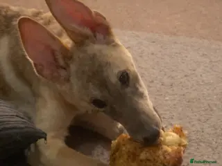 Mixed Breed dogs German Shepherd x collie - Advert 1