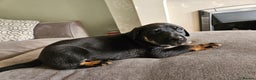Mixed Breed dogs for sale: Beautiful black German shepherd x doberman  - Advert 19