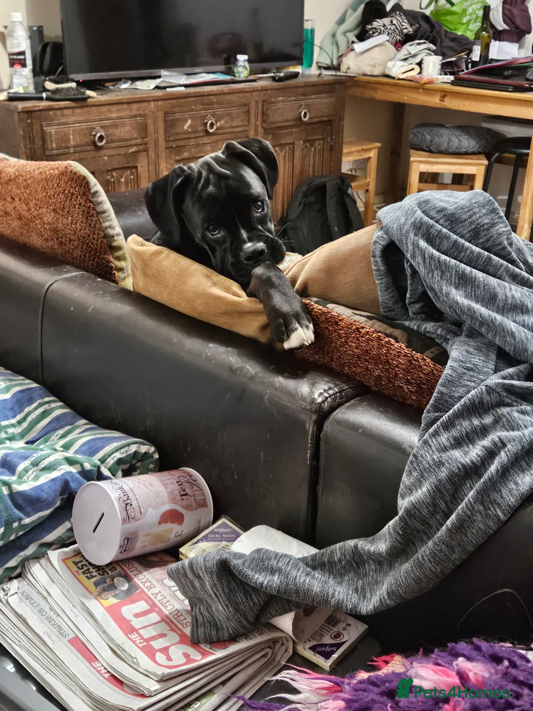 Gallery Image {{count}}