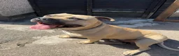 Mixed Breed dogs for sale: URGENT House Trained Staffy/Mastiff rehoming - Advert 2