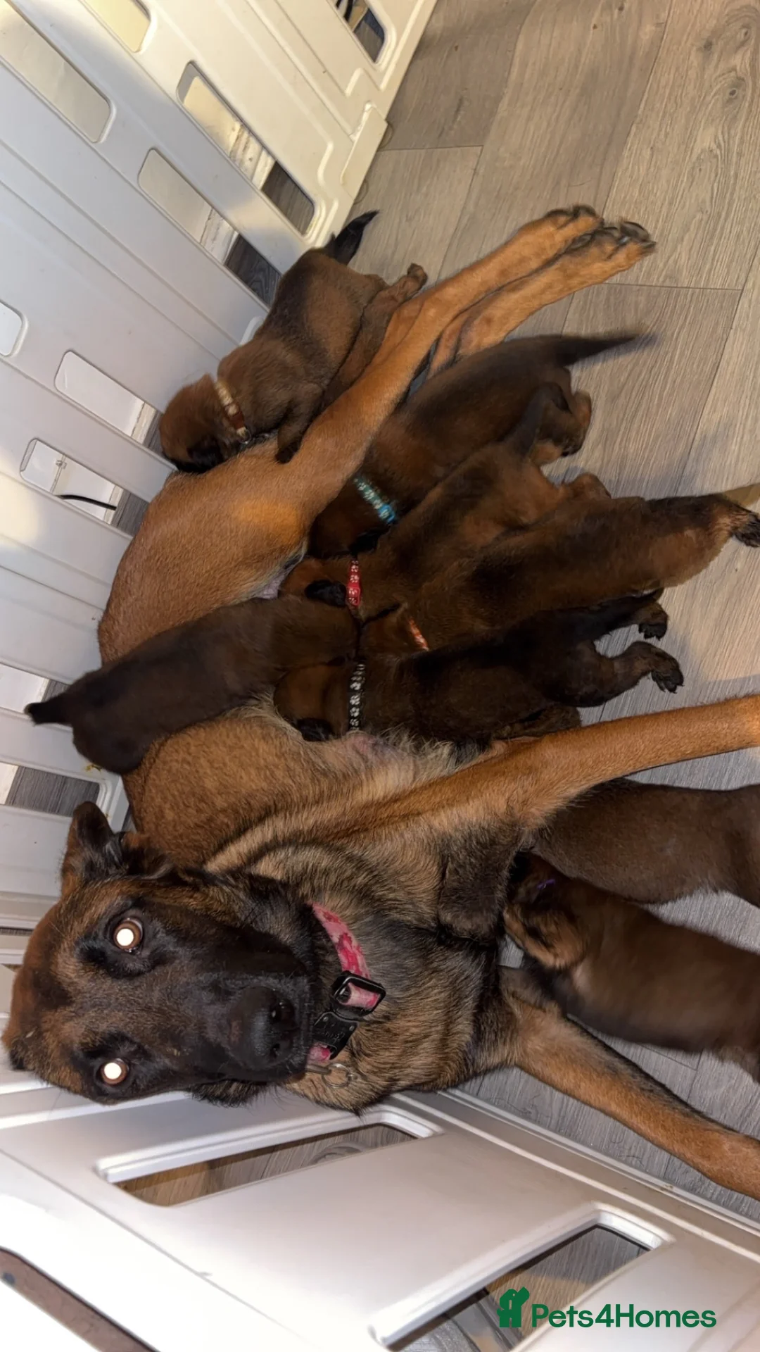 Belgian Shepherd Dog dogs for sale: Belgian malinois puppies - Advert 1