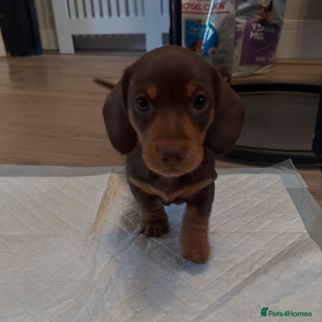 Miniature Dachshund dogs for sale: Miniature daschunds  READY TO LEAVE 29th SEPT - Image 14