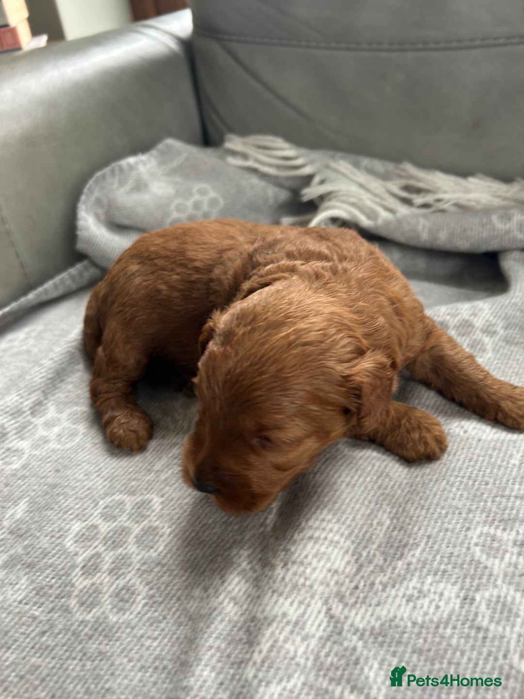 Cockapoo dogs for sale: F2B Cockapoo pups  - Advert 11