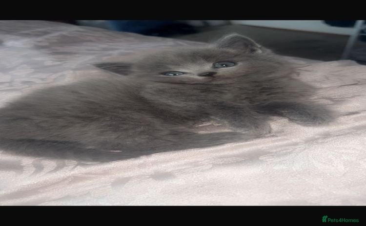 Mixed Breed cats - Advert 2