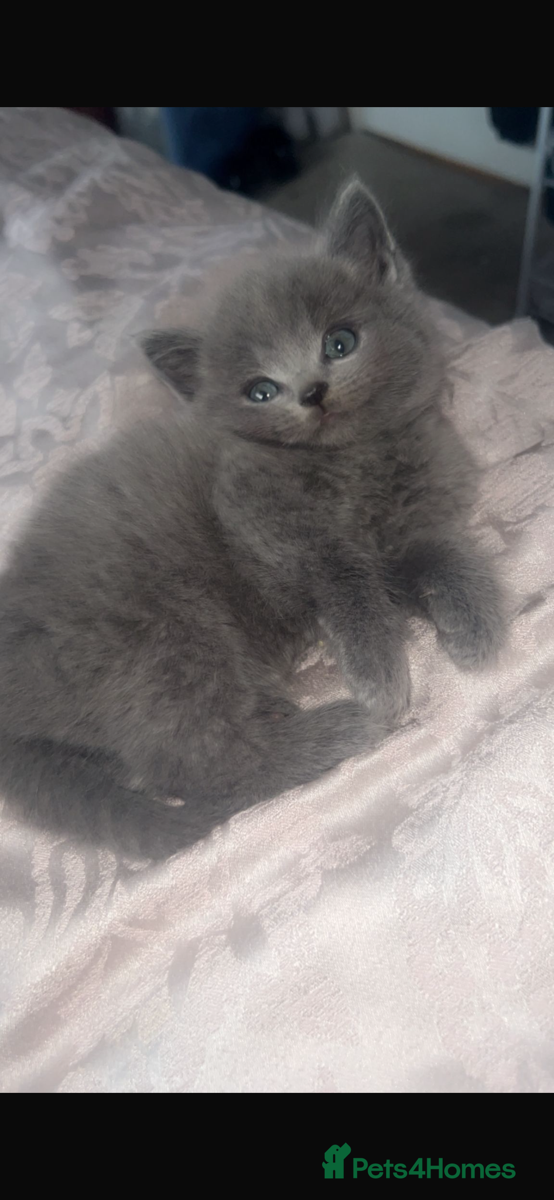 Mixed Breed cats for sale: Kittens for sale  - Image 1