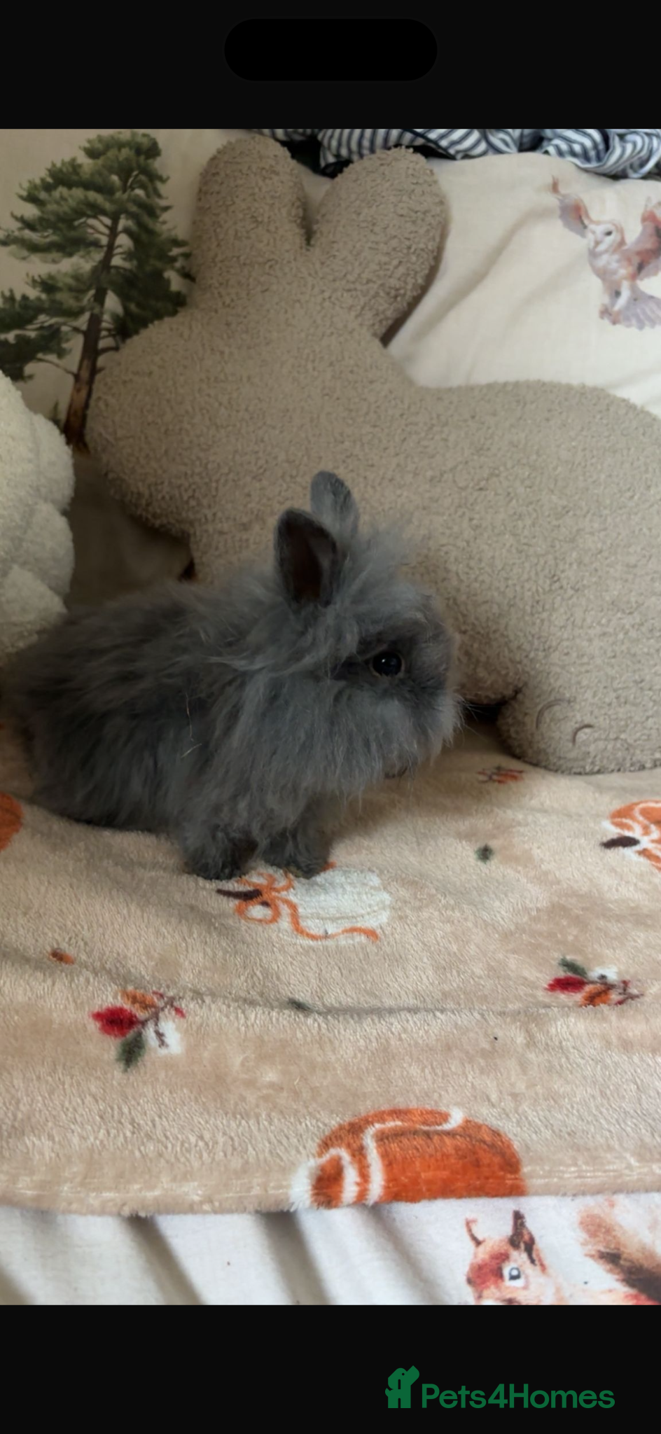 Mini Lion Lop rabbits Last 2 mini lion lops READY NOW x - Advert 2