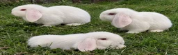 Mini Lop rabbits for sale: Mini Lop Rabbits in Birmingham - Advert 1