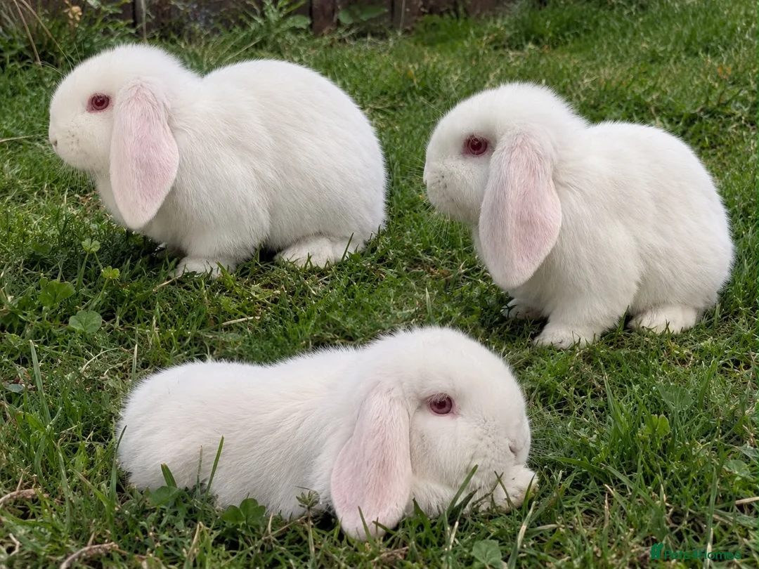 Mini Lop rabbits for sale: Mini Lop Rabbits in Birmingham - Advert 1