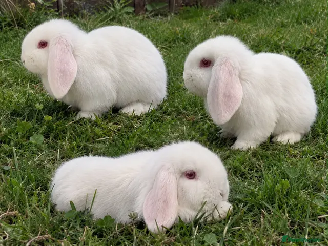 Mini Lop rabbits for sale: Mini Lop Rabbits - Advert 1