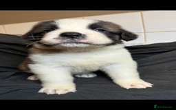 Saint Bernard dogs for sale: Saint Bernard puppies  - Image 13
