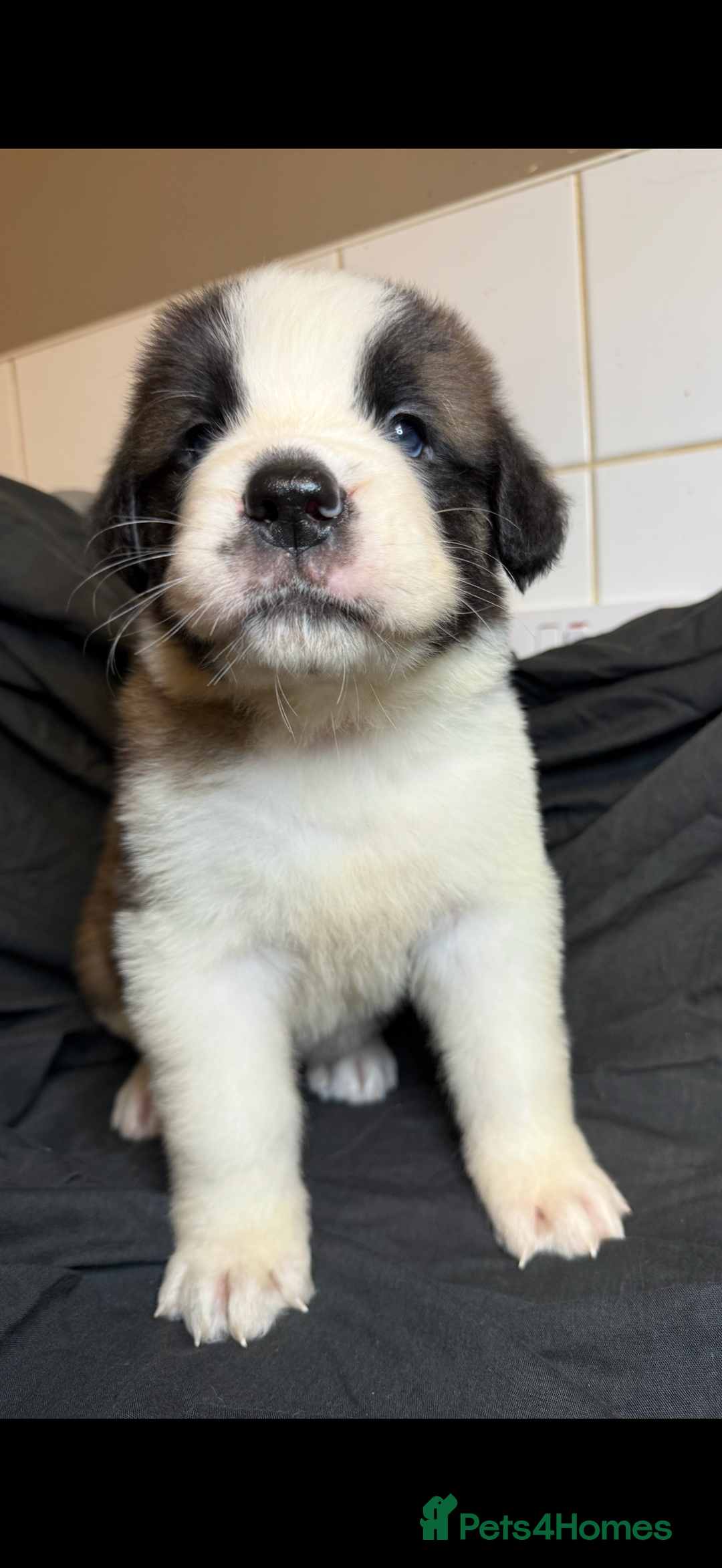 Saint Bernard dogs for sale: Saint Bernard puppies  - Image 13
