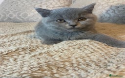 British Shorthair cats for sale: Gccf reg blue bsh kittens active - Image 18