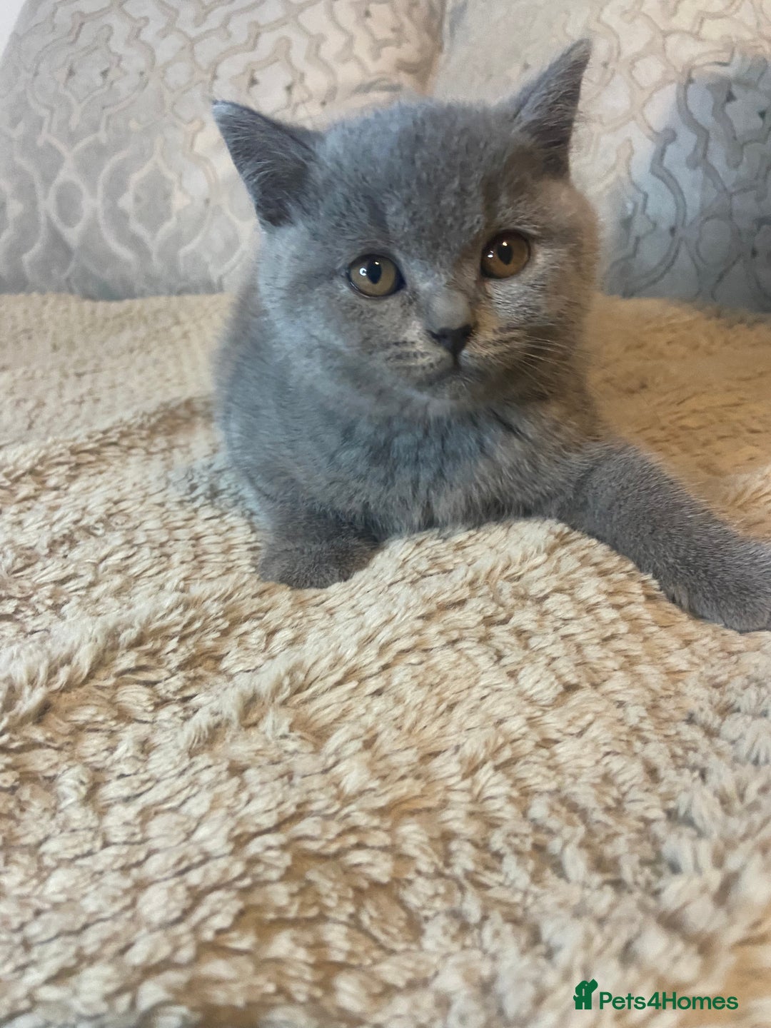 British Shorthair cats for sale: Gccf reg blue bsh kittens active - Image 18