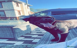 Rottweiler dogs for sale: Sasha.  - Image 4