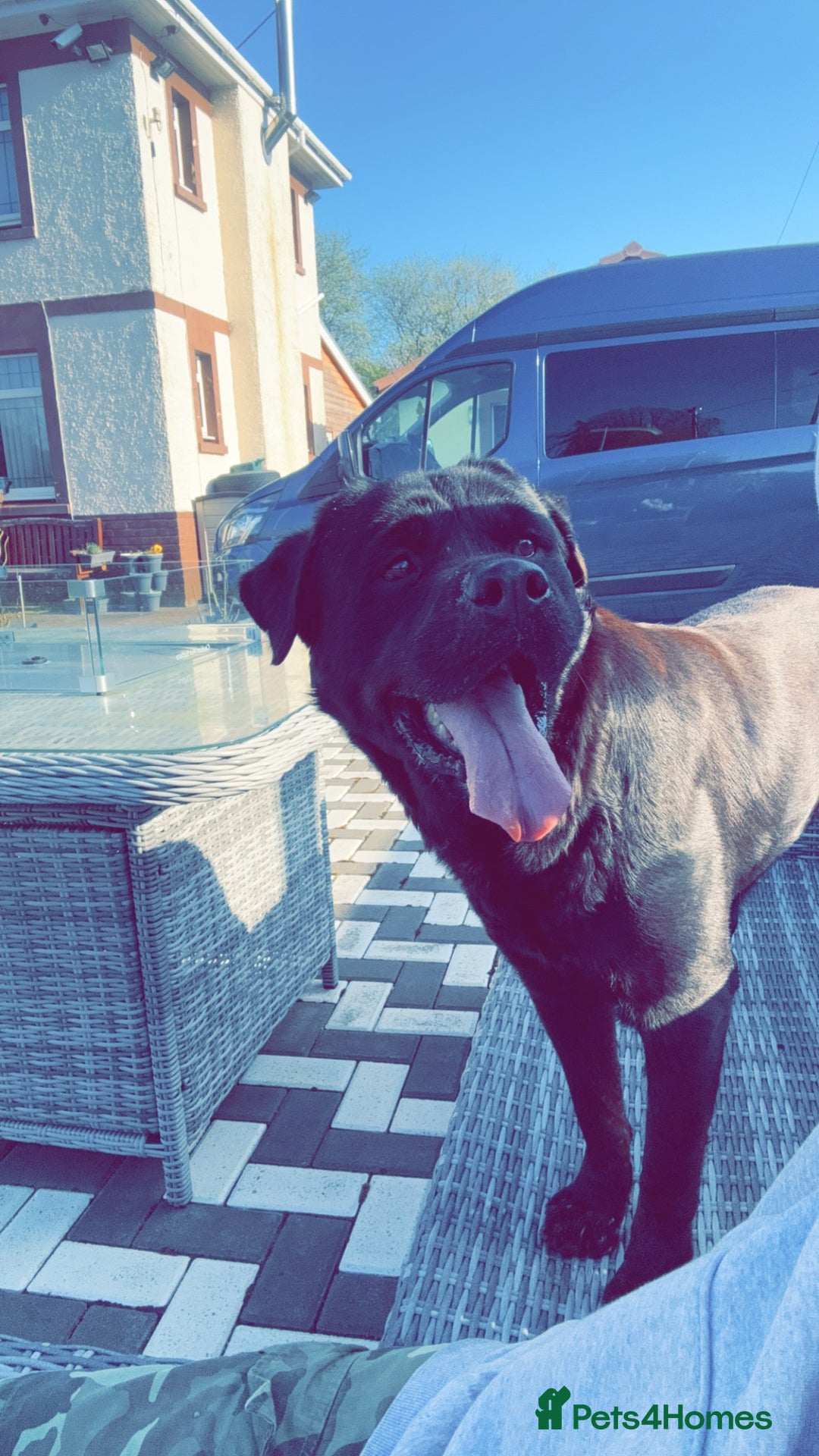 Rottweiler dogs for sale: Sasha.  - Image 4