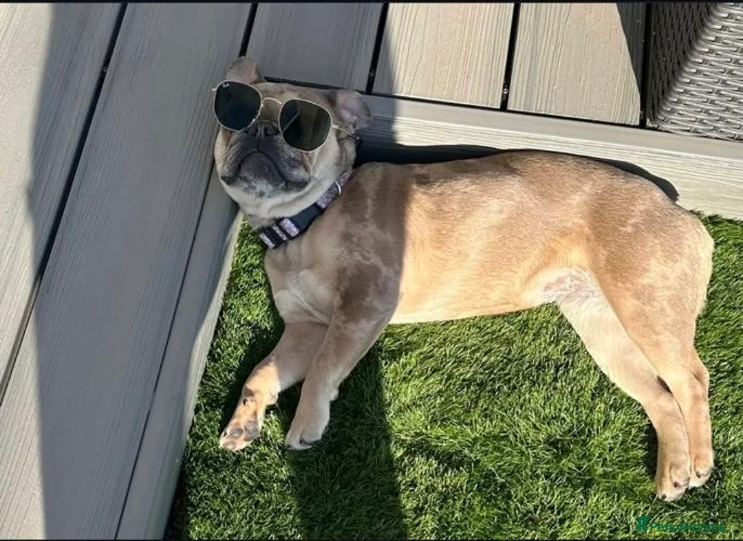 French Bulldog dogs for sale: Fully trained French bulldog  - Advert 1