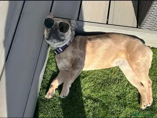 French Bulldog dogs Fully trained French bulldog - Advert 3