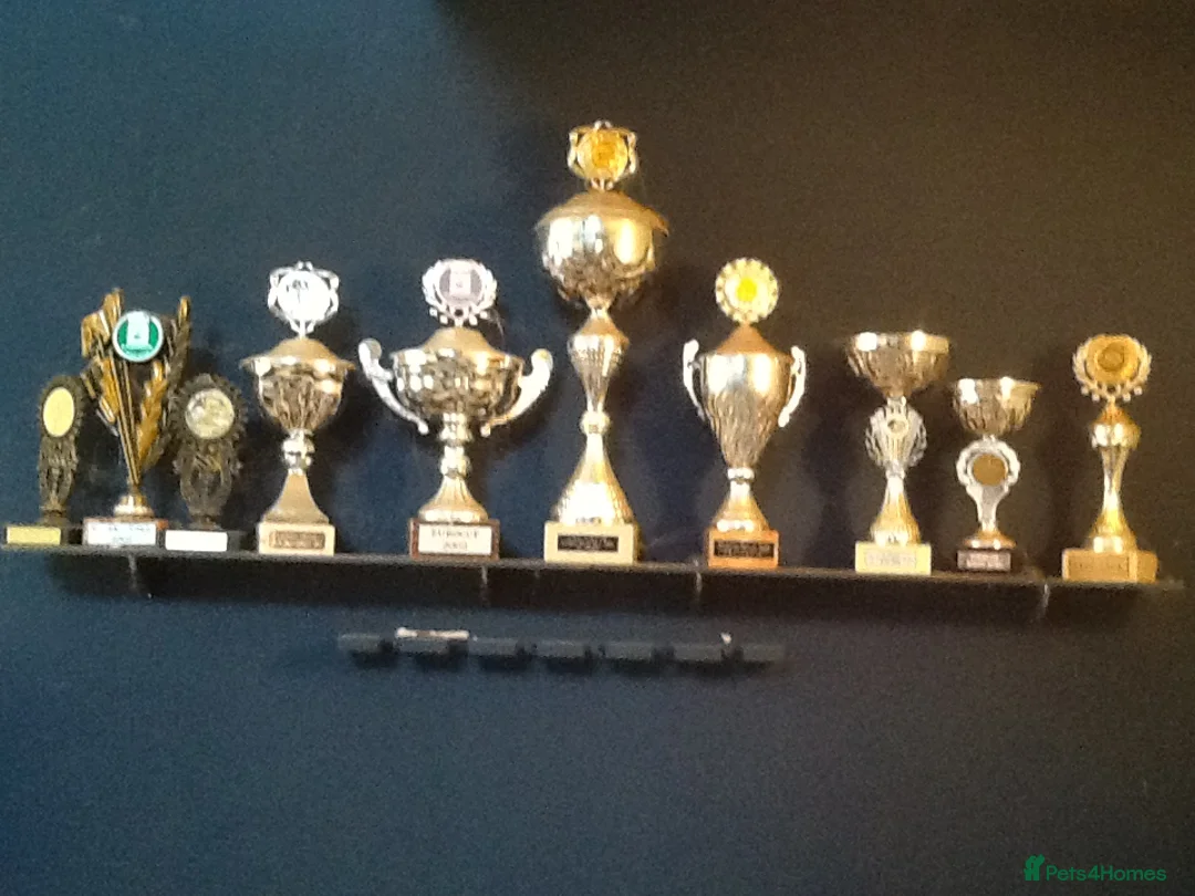 Great Dane dogs for sale: 🐾 Stunning Great Dane Puppies for Sale 🐾 - Advert 2