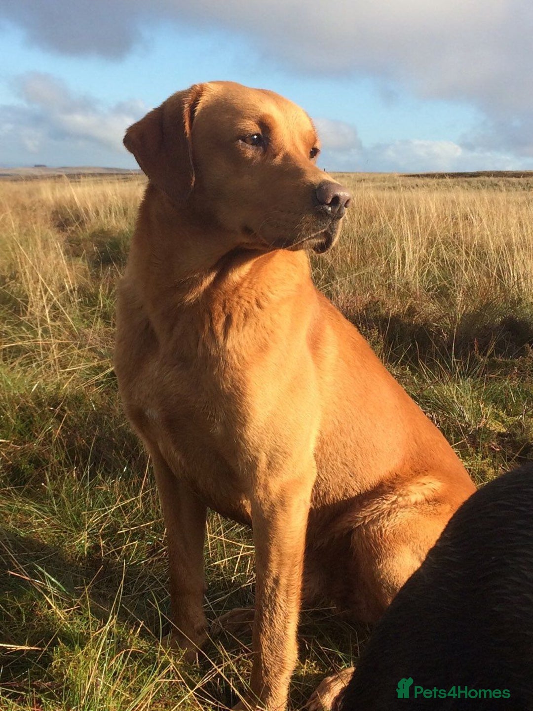 Labrador Retriever dogs for sale: KC REGISTERED DNA TESTED LABRADOR PUPPIES - Image 24