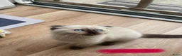 Scottish Fold cats for sale: Beautiful kittens🌹🤭 - Advert 19
