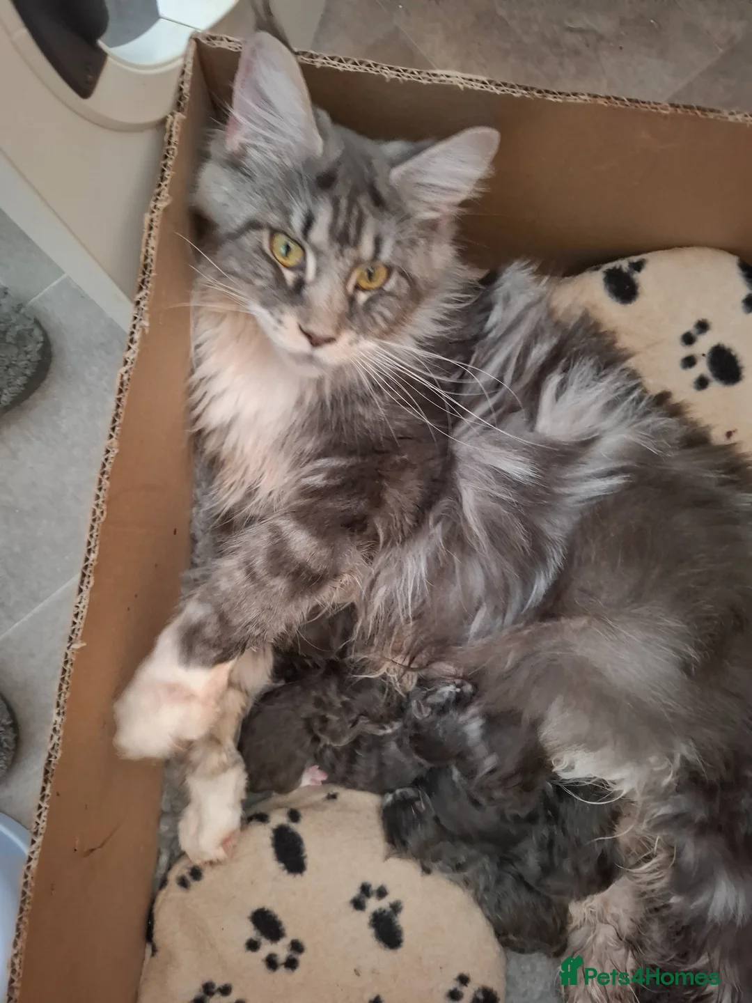 Maine Coon cats for sale: Outstanding xl mainecoons russian blood line - Advert 2