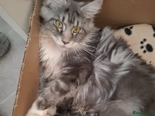 Maine Coon cats Outstanding xl mainecoons russian blood line - Advert 2