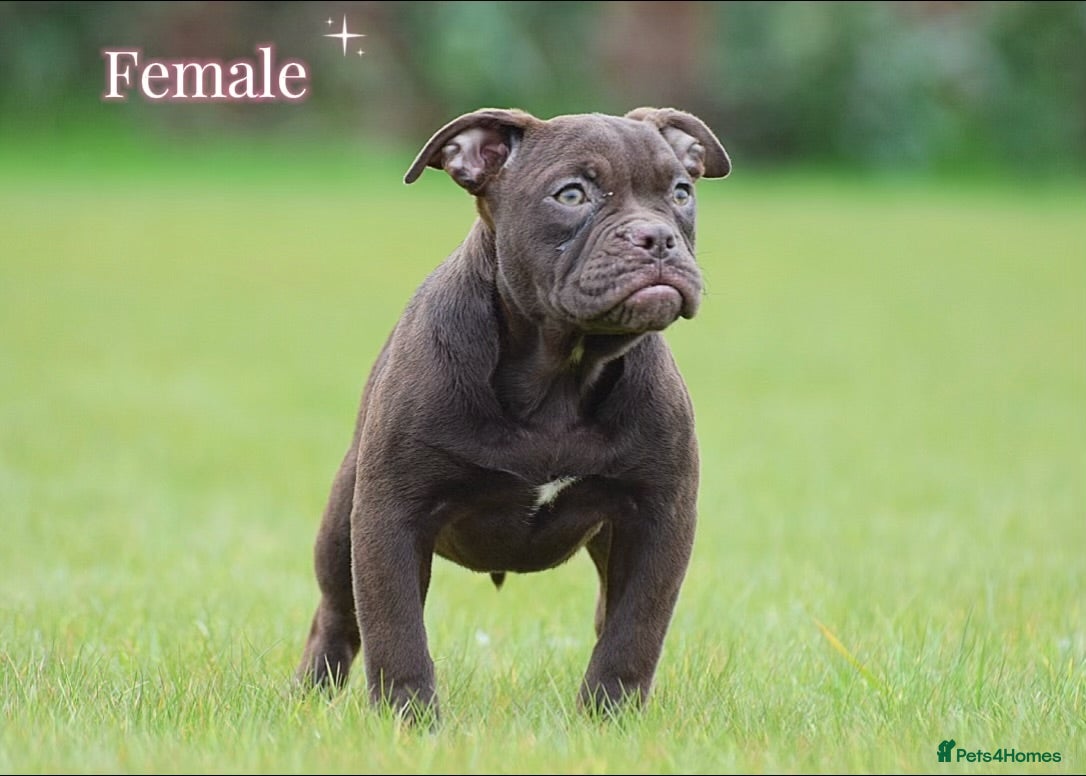 Olde English Bulldogge dogs 23 years experience 5⭐️Rated licensed  - Advert 4