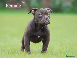 Olde English Bulldogge dogs 23 years experience 5⭐️Rated licensed - Advert 4