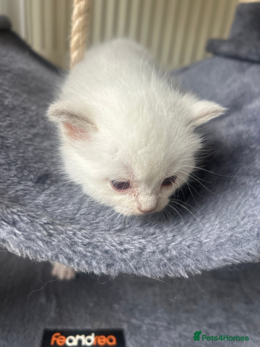 Ragdoll cats for sale: Ragdoll - Image 10