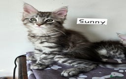 Maine Coon cats for sale: Large pedigree Tica Maine coon kittens READY  - Image 12
