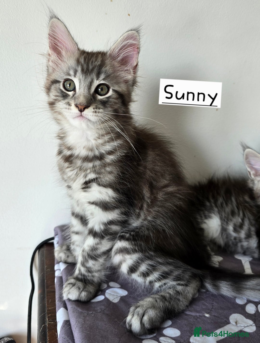 Maine Coon cats for sale: Large pedigree Tica Maine coon kittens READY  - Image 12