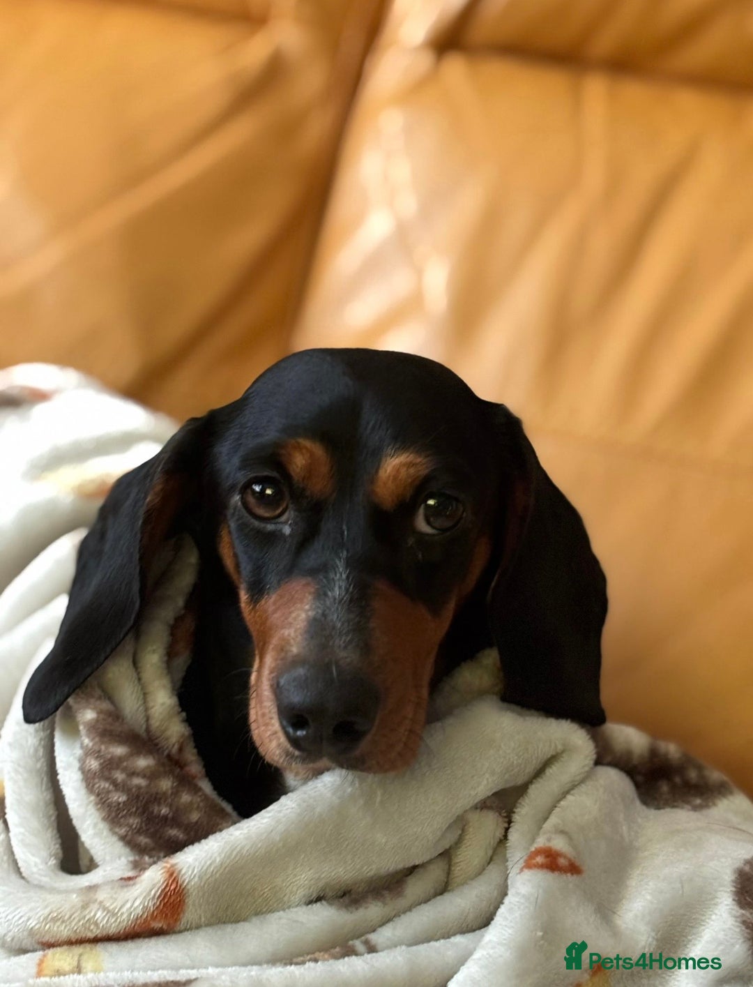 Dachshund dogs for sale: Coco  - Image 2