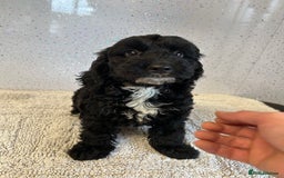 Cockapoo dogs for sale: Stunning cockapoo puppies ready now  - Image 6