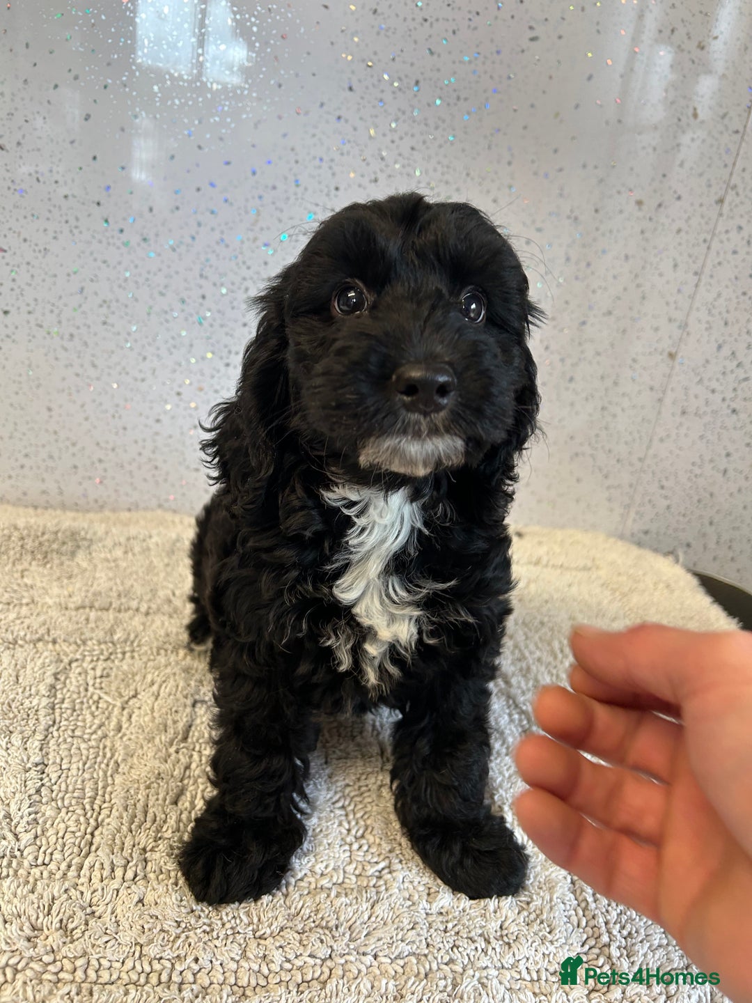 Cockapoo dogs for sale: Stunning cockapoo puppies ready now  - Image 6