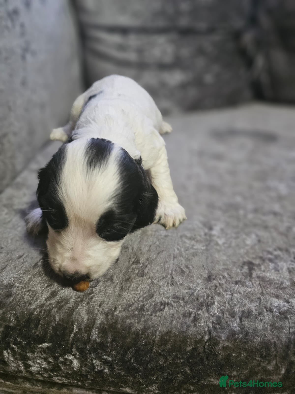 Cocker Spaniel Puppy 1
