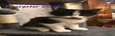 British Longhair Kitten 4 Purple Girl