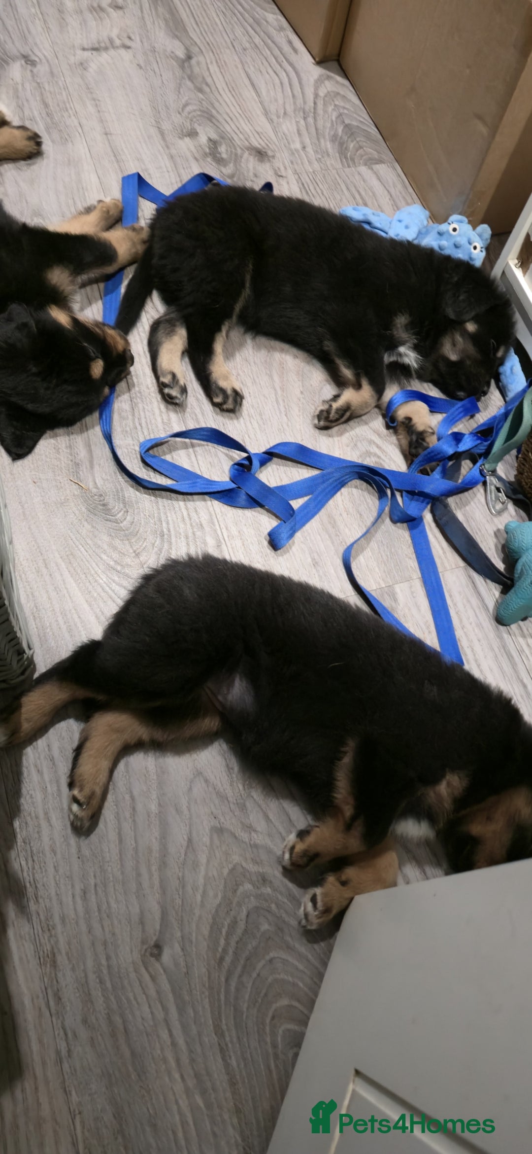 Tibetan Mastiff dogs for sale: Tibetan mastiff puppies  - Advert 7