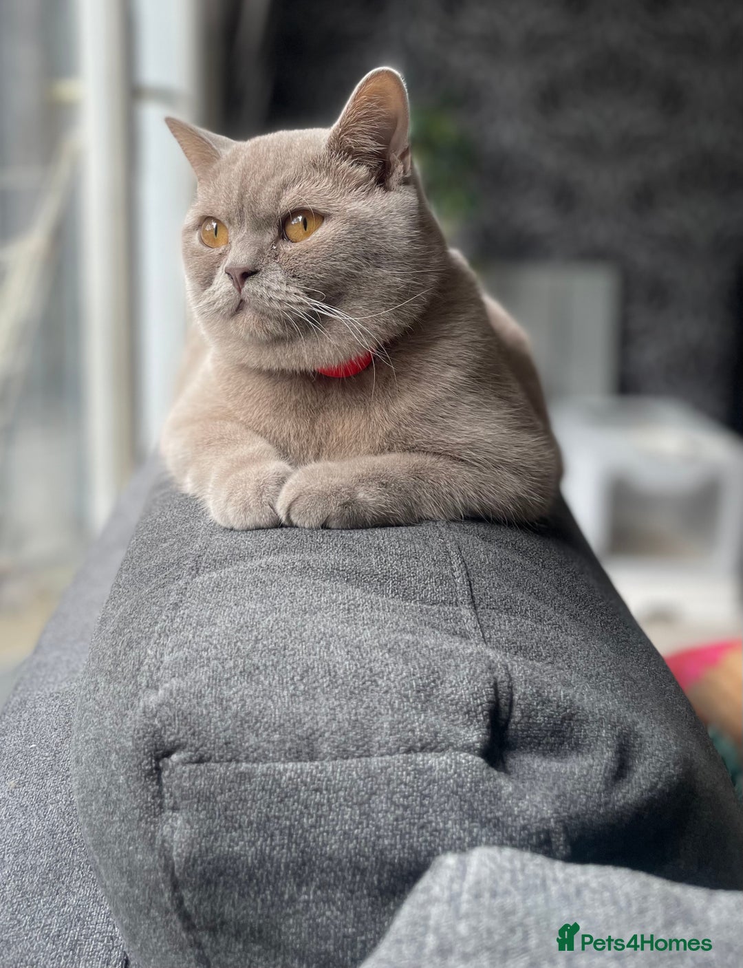 British Shorthair cats for sale: Stunning 2-Year-Old Male Lilac British Shorthair - Image 2