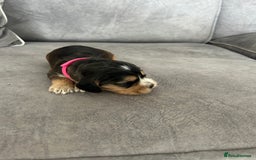 Cocker Spaniel dogs for sale: ✨show type cocker spaniel ✨ - Image 24