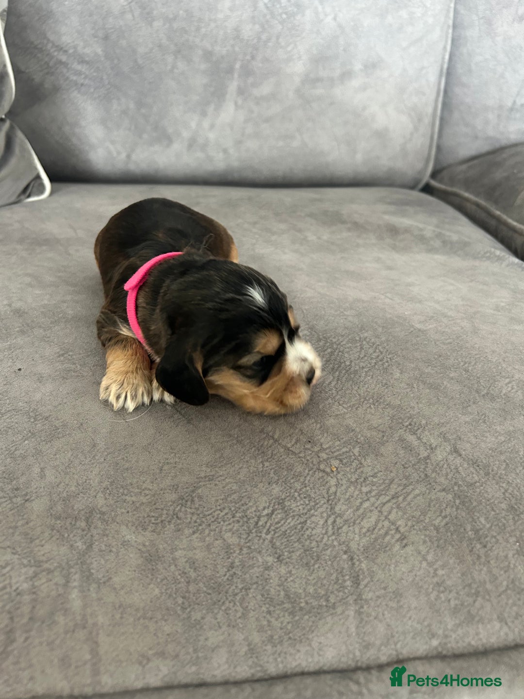 Cocker Spaniel dogs for sale: ✨show type cocker spaniel ✨ - Image 24