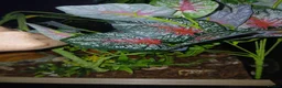 Corn Snake reptiles for sale: 2 corn snakes with 2 set ups - Advert 11