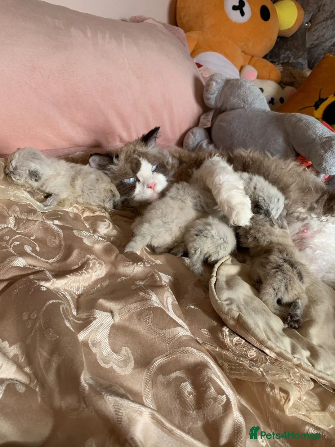 Selkirk Rex cats for sale: Adorable Selkirk Rex Kittens-Reserve Yours Now!  - Advert 1
