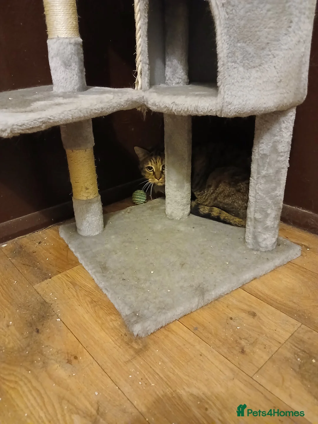 Domestic Shorthair cats for sale: Feral Tabby female - Advert 2