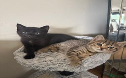 Mixed Breed cats for sale: Kittens for sale  - Image 1