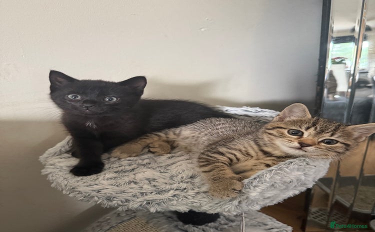 Mixed Breed cats - Advert 4