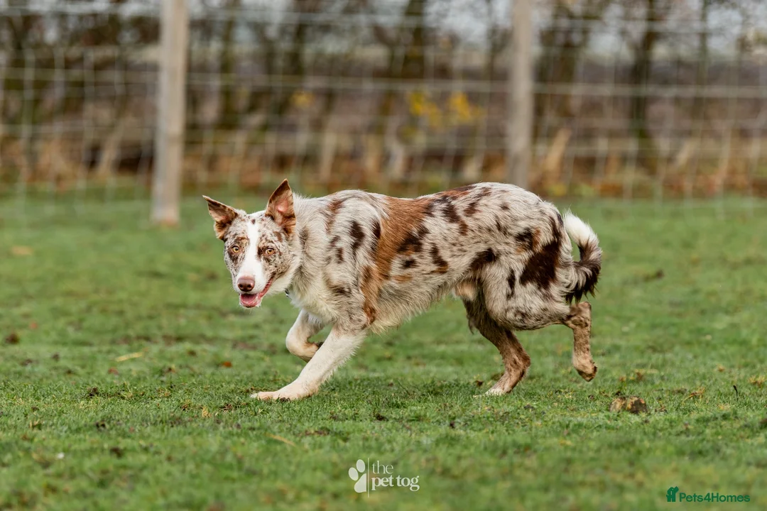 Border Collie dogs for stud: ISDS/KC duel reg Health tested for stud  - Advert 4
