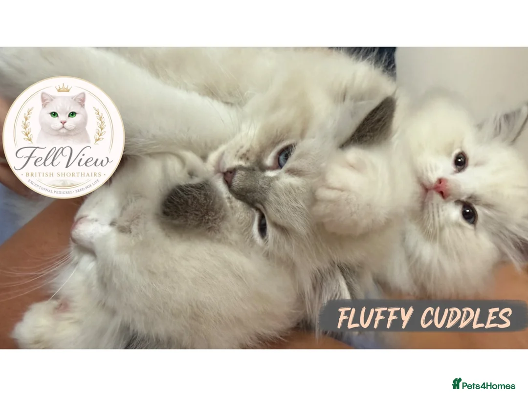 Ragdoll cats for sale: 🤍 BEAUTIFUL RAGDOLL KITTENS – READY NOW  - Advert 1