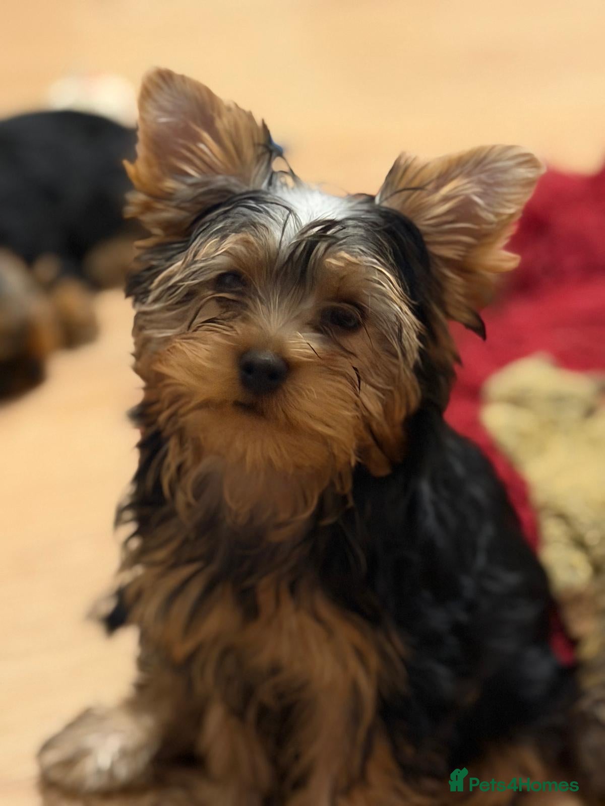 Yorkshire Terrier dogs DWKC Yorkshire Terrier Boys ,Show KC Winner Dad - Advert 6